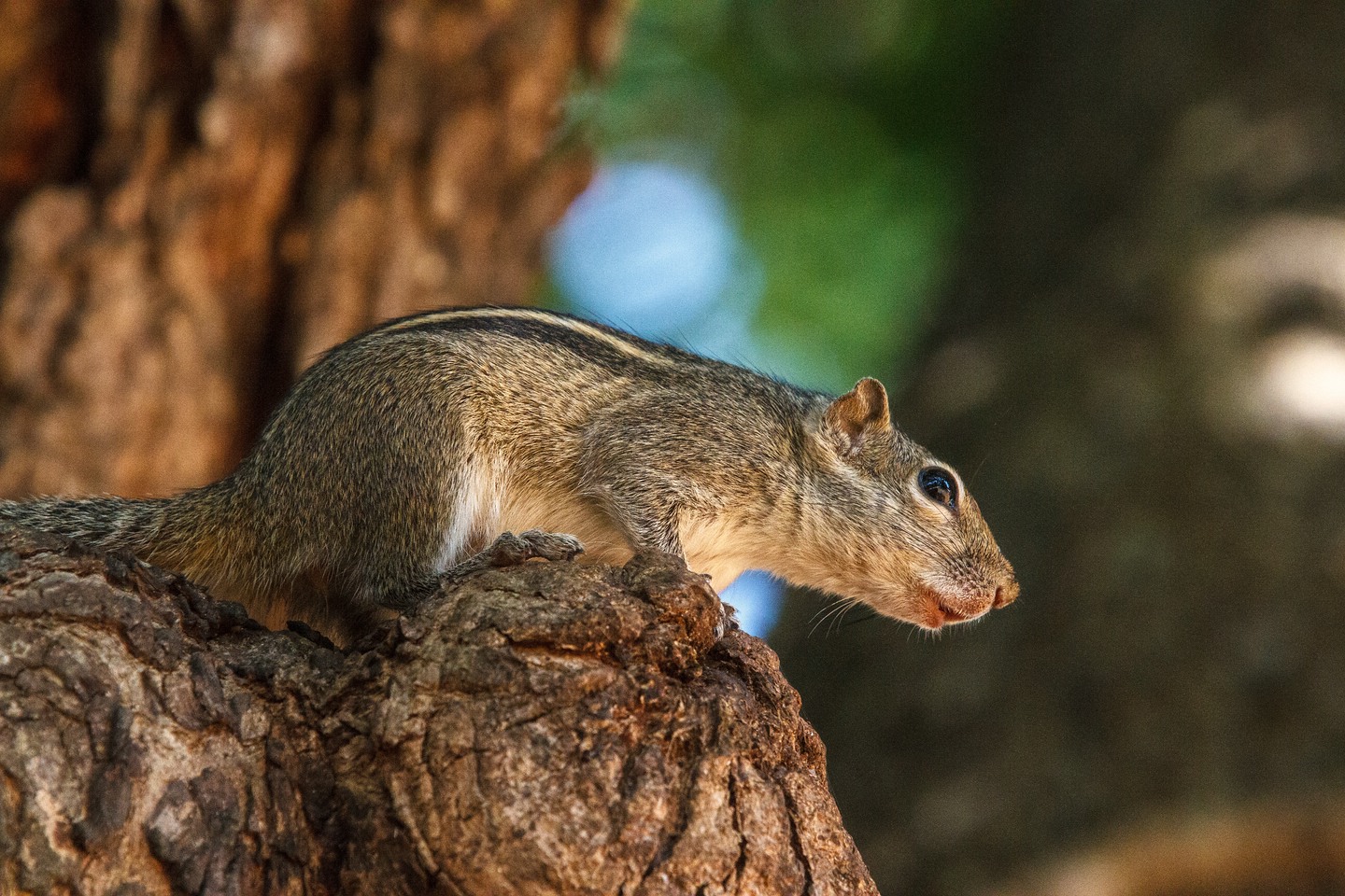 Indisches Palmenhörnchen